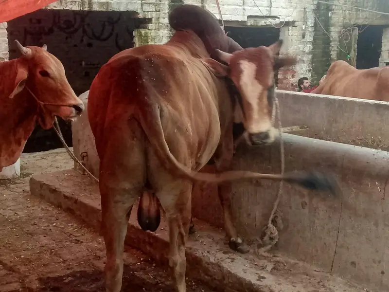 do bachre for sale meat weight aik ka 6 mun aur doosre ka 6.5 mun — photo 9