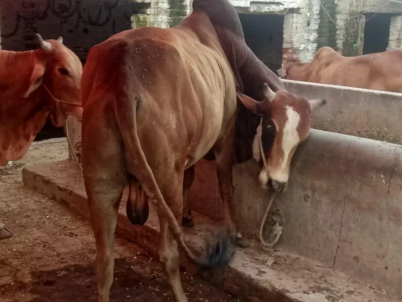 do bachre for sale meat weight aik ka 6 mun aur doosre ka 6.5 mun — photo 10