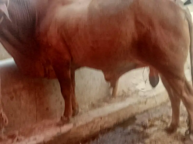 do bachre for sale meat weight aik ka 6 mun aur doosre ka 6.5 mun — photo 11