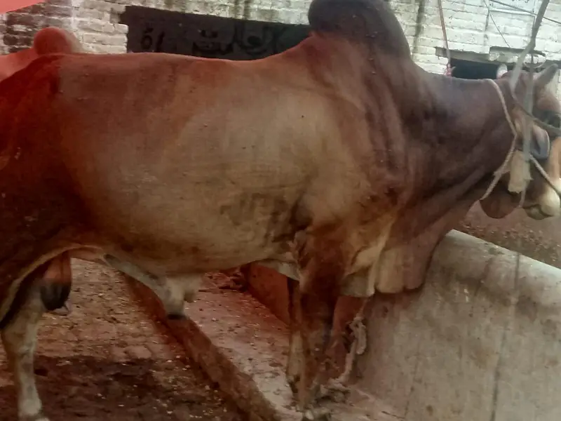 do bachre for sale meat weight aik ka 6 mun aur doosre ka 6.5 mun — photo 12