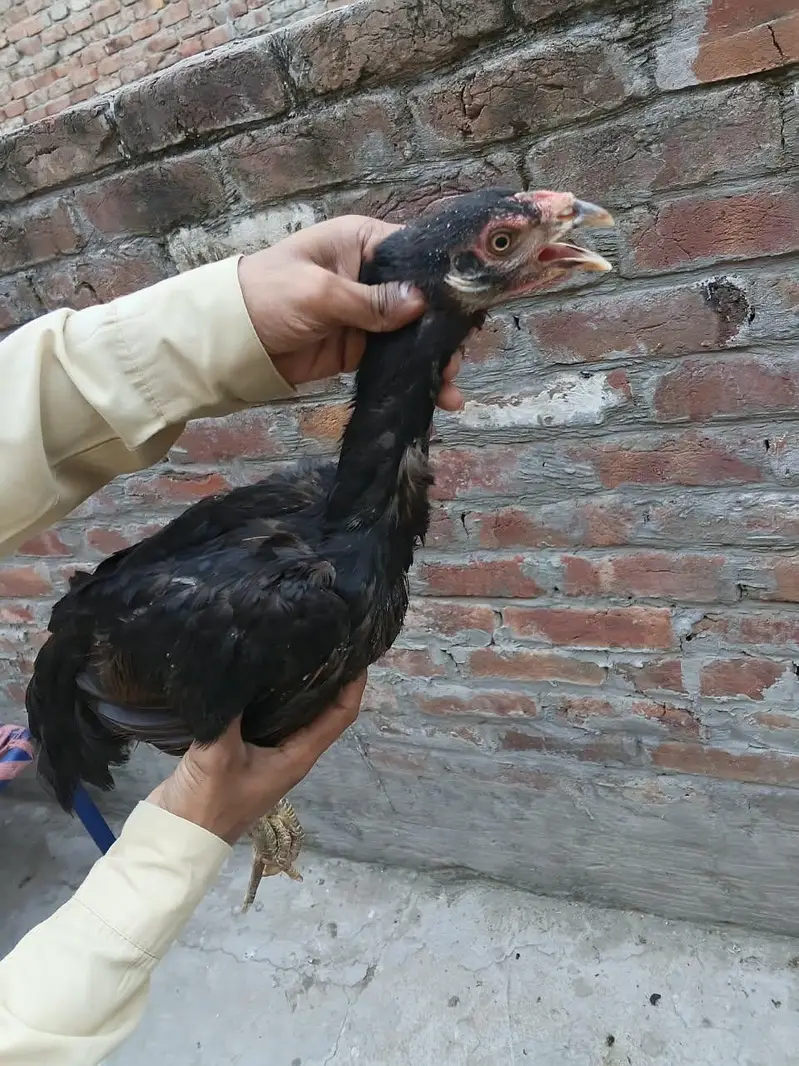 aseel shamo cross chick g — photo 11