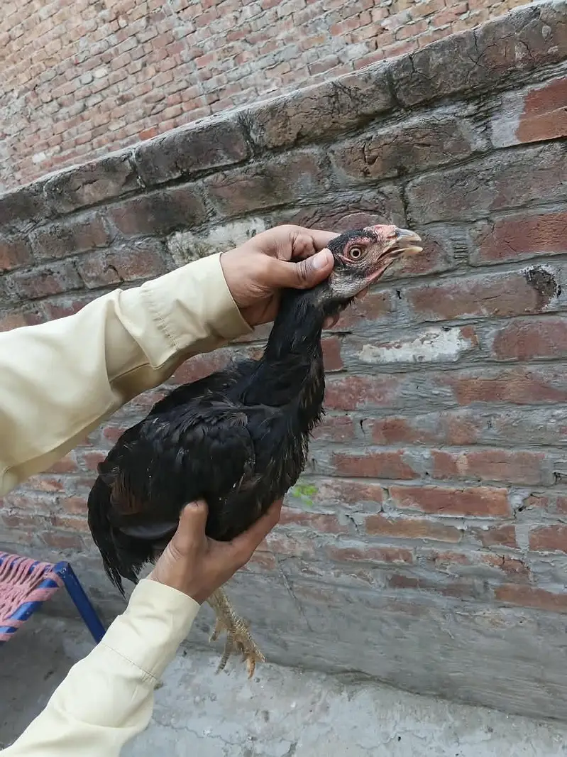 aseel shamo cross chick g — photo 12