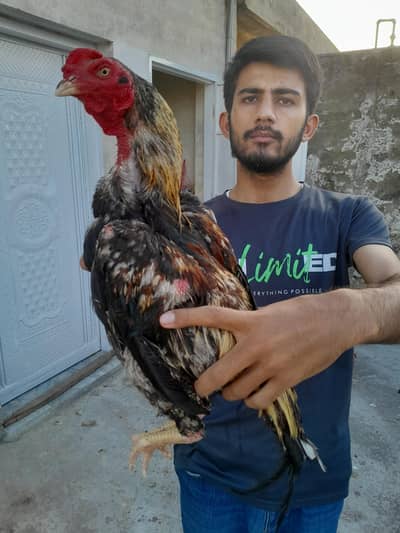 aseel murgha aseel madi and desi korak hen read description first