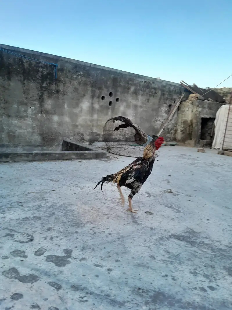 aseel murgha aseel madi and desi korak hen read description first — photo 4