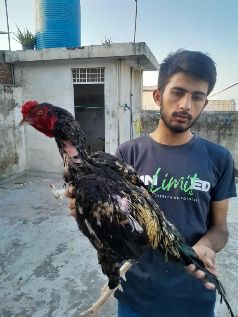 aseel murgha aseel madi and desi korak hen read description first — photo 5