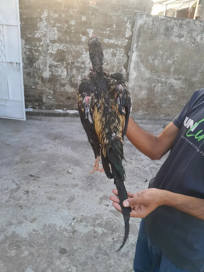 aseel murgha aseel madi and desi korak hen read description first — photo 6