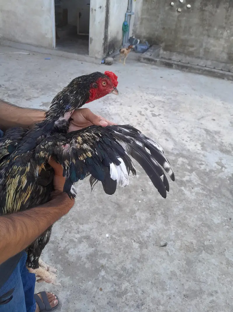 aseel murgha aseel madi and desi korak hen read description first — photo 7