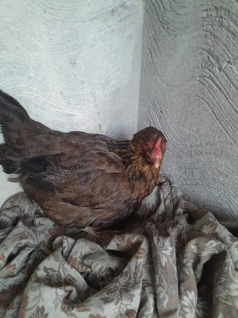 aseel murgha aseel madi and desi korak hen read description first — photo 9