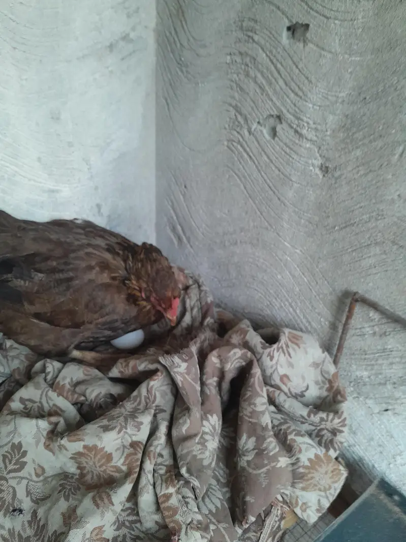 aseel murgha aseel madi and desi korak hen read description first — photo 10