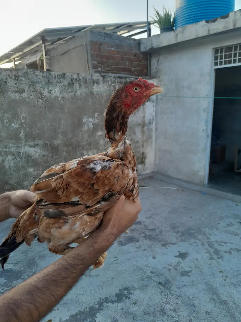 aseel murgha aseel madi and desi korak hen read description first — photo 11
