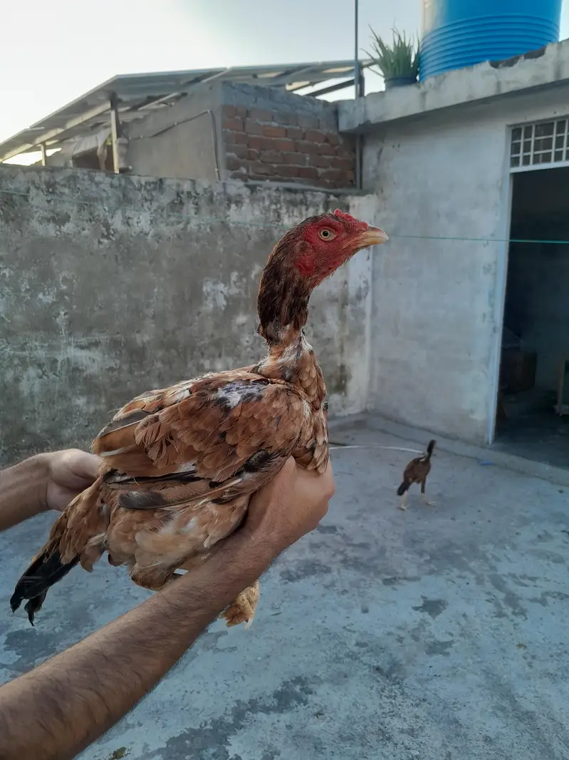 aseel murgha aseel madi and desi korak hen read description first — photo 12