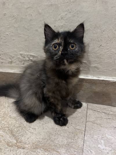 Male kitten