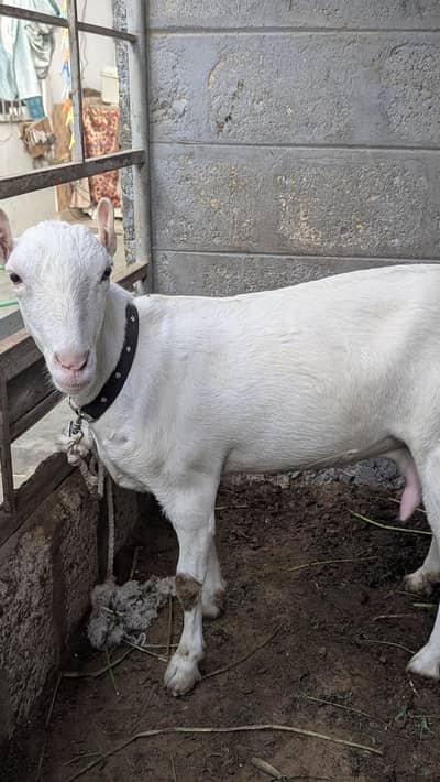 Teddy gulabi bakri for sale