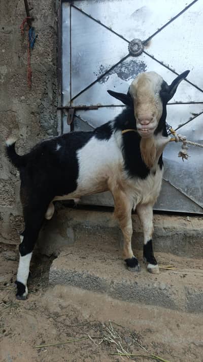 breeder for sell
