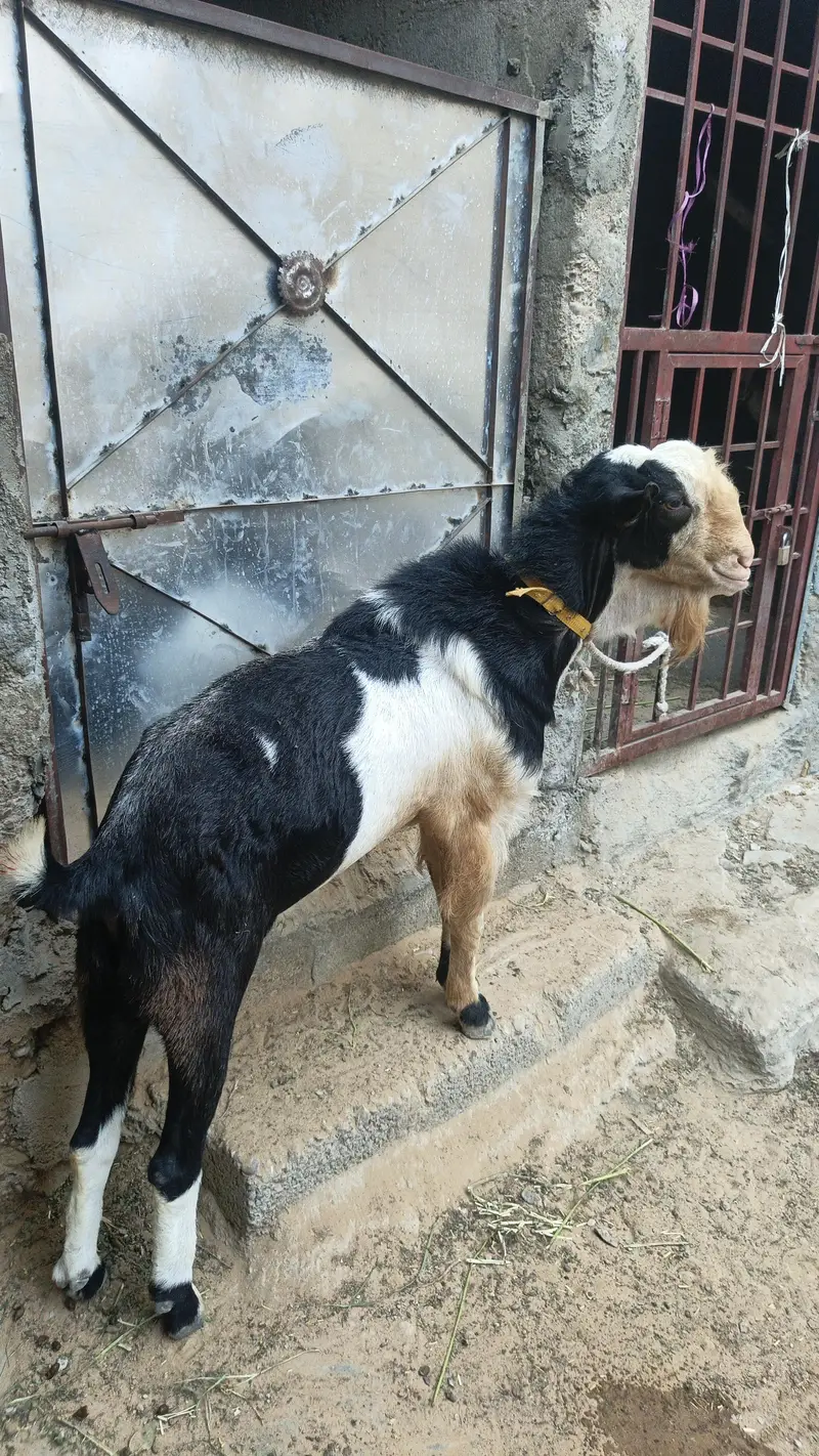 breeder for sell — photo 2