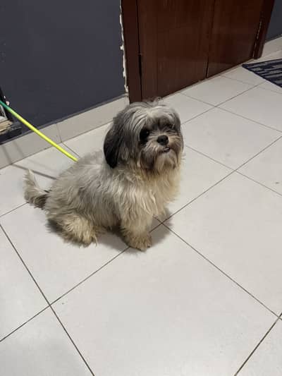 Male Shihtzu for Sale