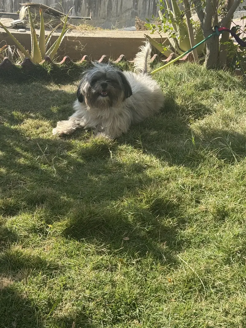 Shihtzu for Sale — photo 2