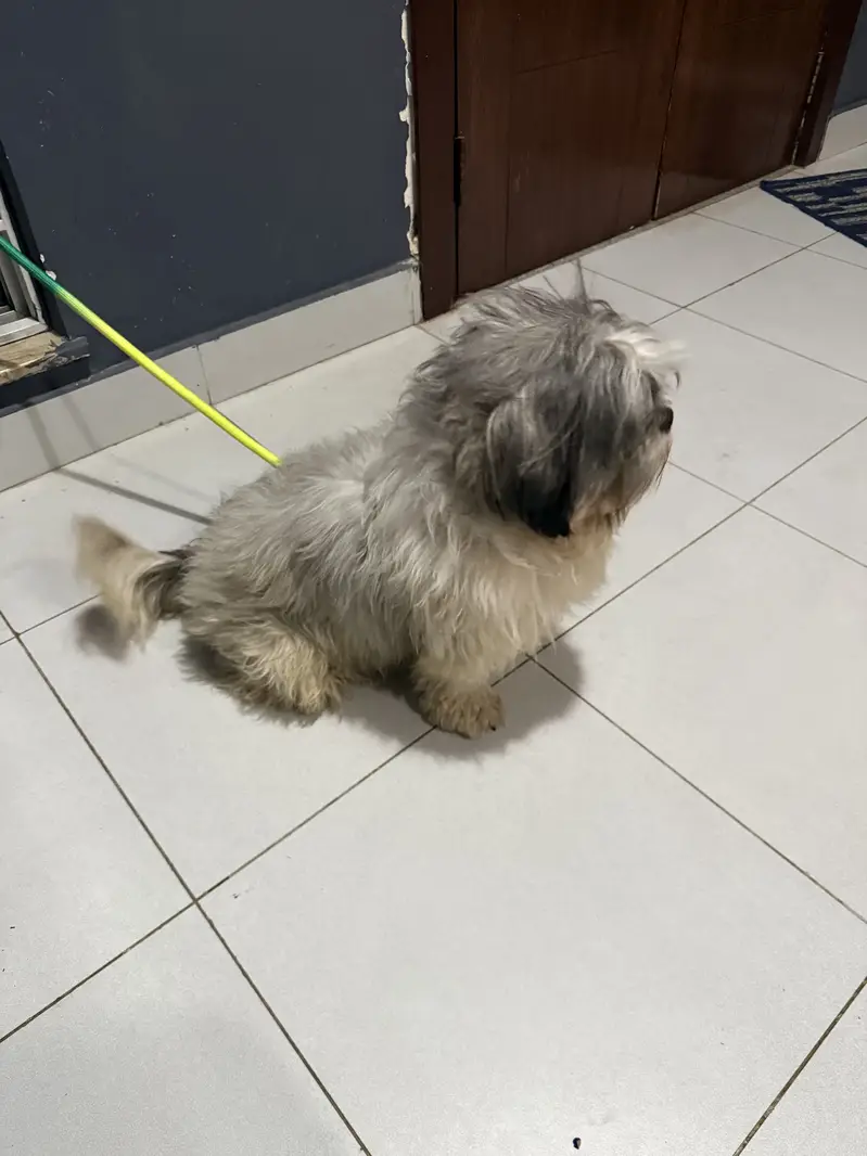 Shihtzu for Sale — photo 3