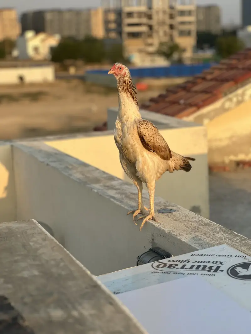 1 murga 2 murgiya or 4 chuzay — photo 4