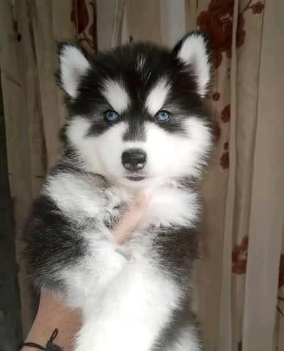 Siberian husky dog vaccine related 3 code potty train all okay