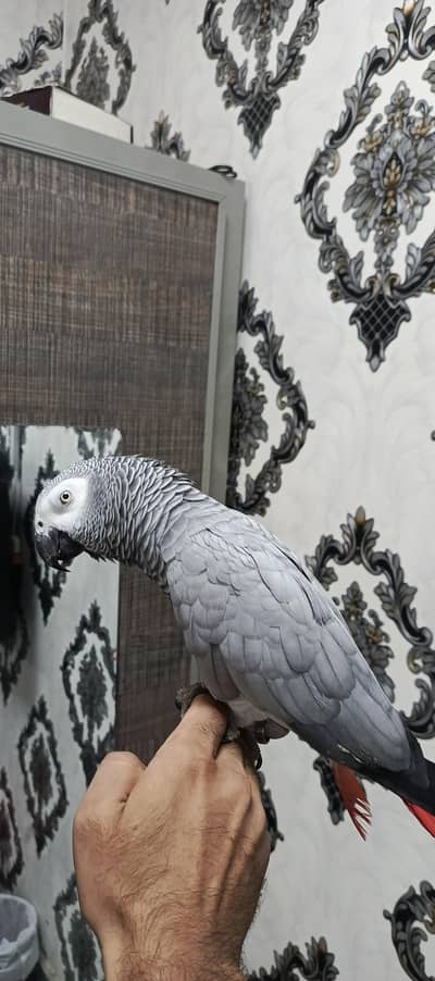 African grey female with DNA and chicks