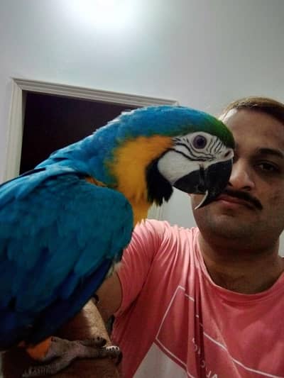 Blue and gold macaw female with DNA