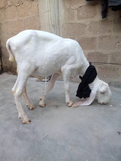 larkana dumba