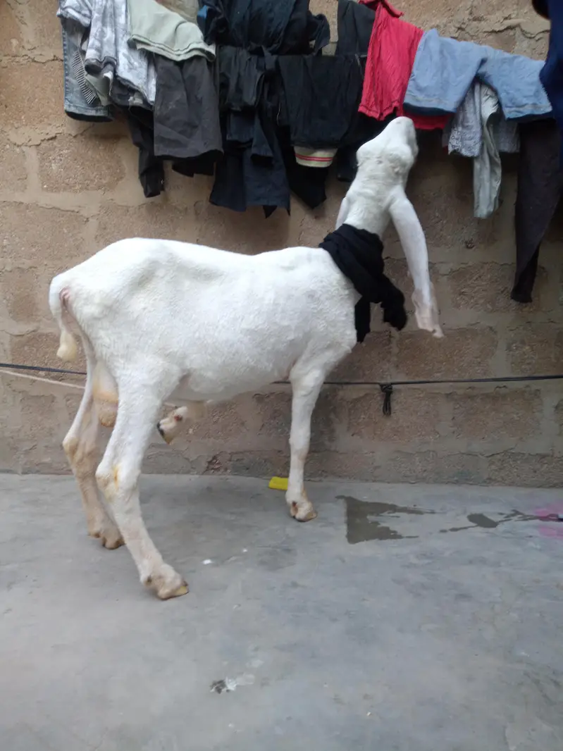 larkana dumba — photo 3