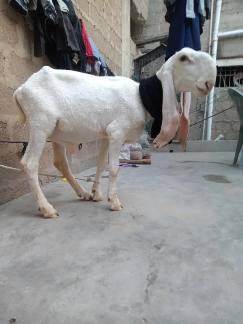 larkana dumba — photo 4