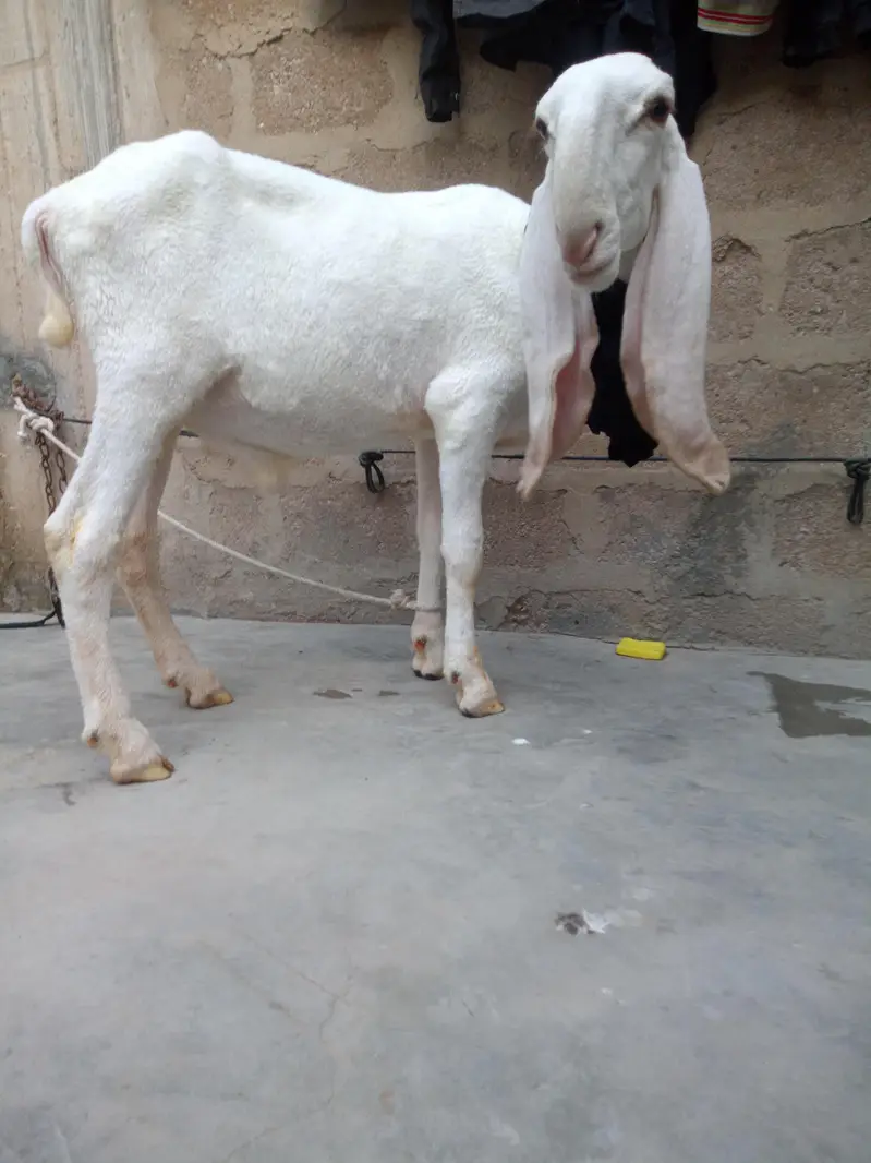 larkana dumba — photo 5