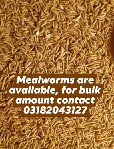 Mealworms