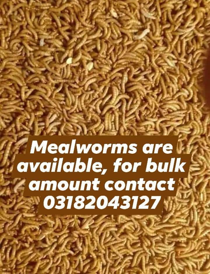 Mealworms 0
