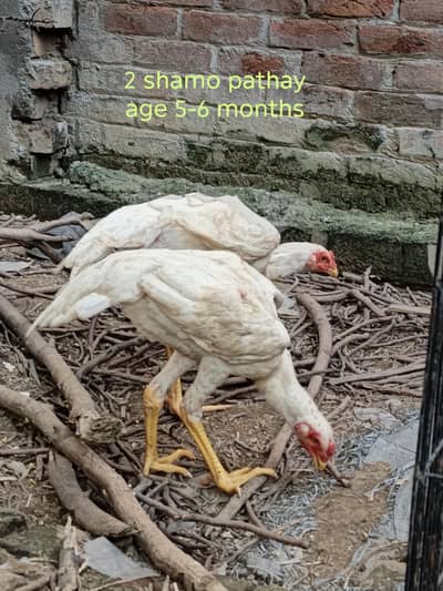 White shamo 2 pathay aur 1 Ready to breed madi