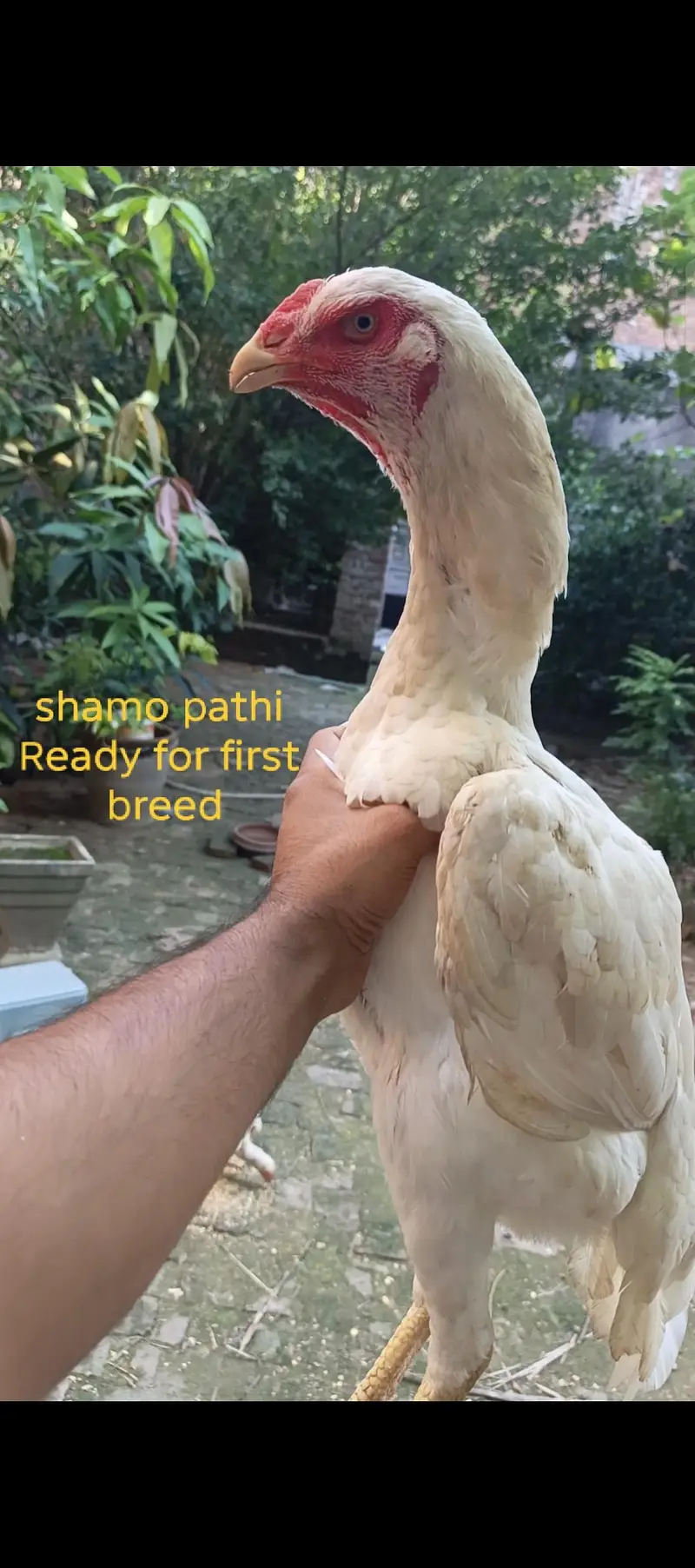 White shamo 2 pathay aur 1 Ready to breed madi — photo 2