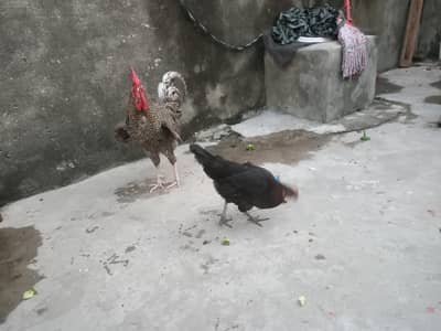 desi hen playmouth