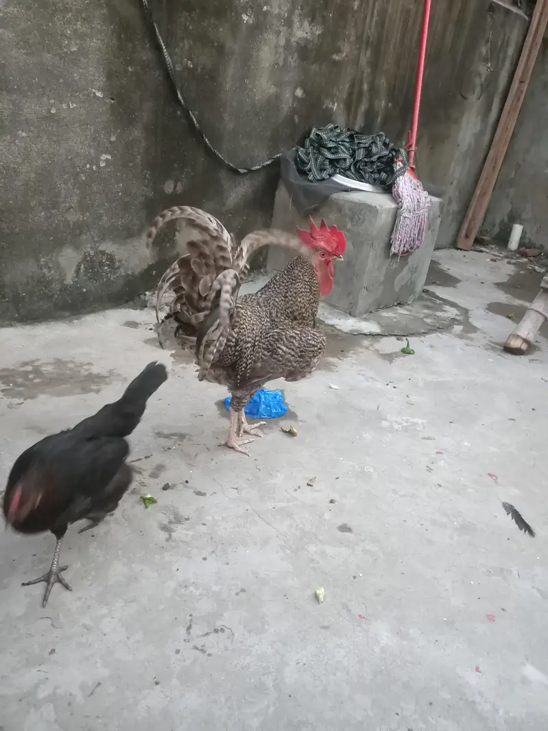 desi hen playmouth — photo 4