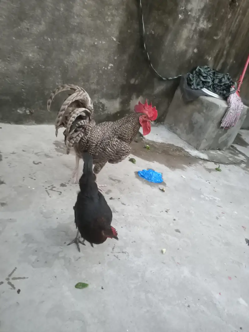 desi hen playmouth — photo 5
