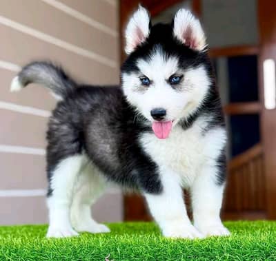 Siberian husky dog vaccine related 3 code potty train all okay