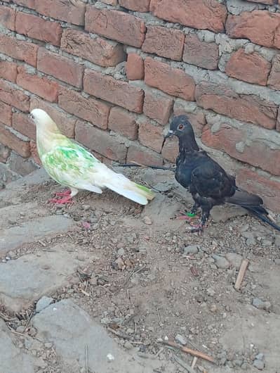 Pigeon Pair for sale