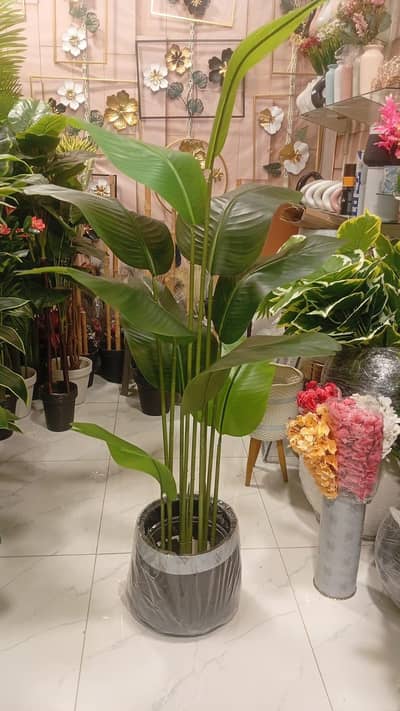 Beautiful banana plants