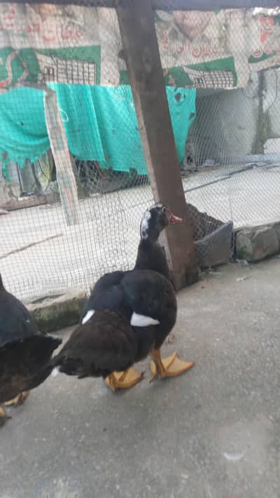 irani duck pair