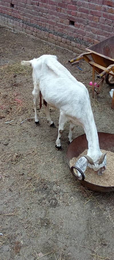 Desi bakri for sale with male kids/o321(4343)(788)