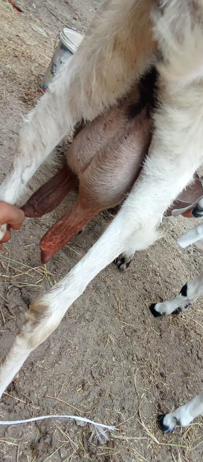 Desi bakri for sale with male kids/o321(4343)(788) — photo 2