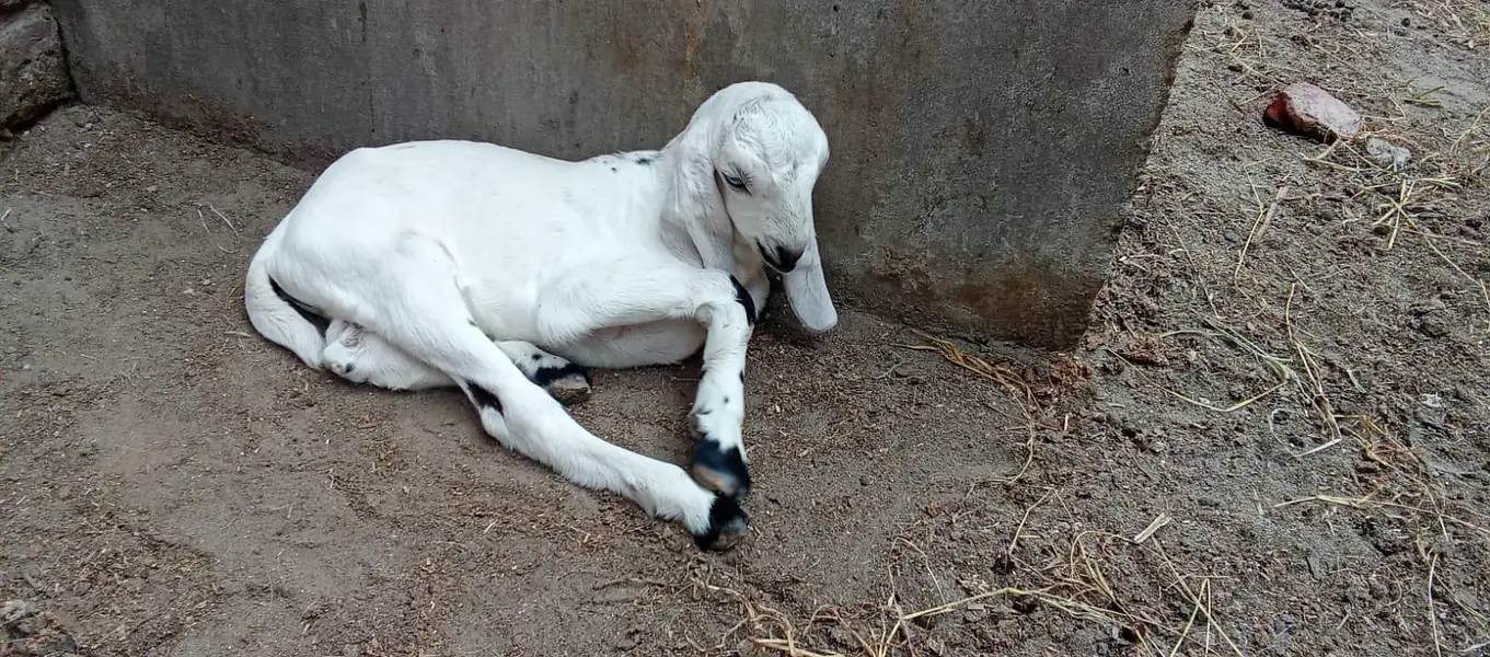 Desi bakri for sale with male kids/o321(4343)(788) — photo 3