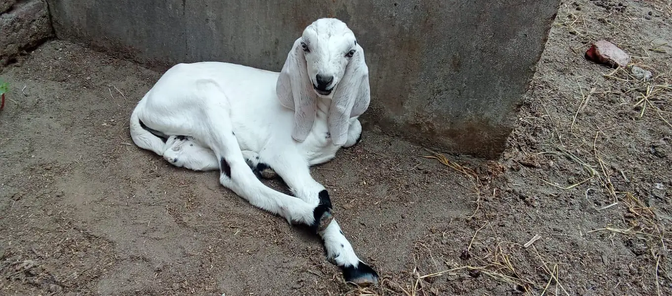 Desi bakri for sale with male kids/o321(4343)(788) — photo 5