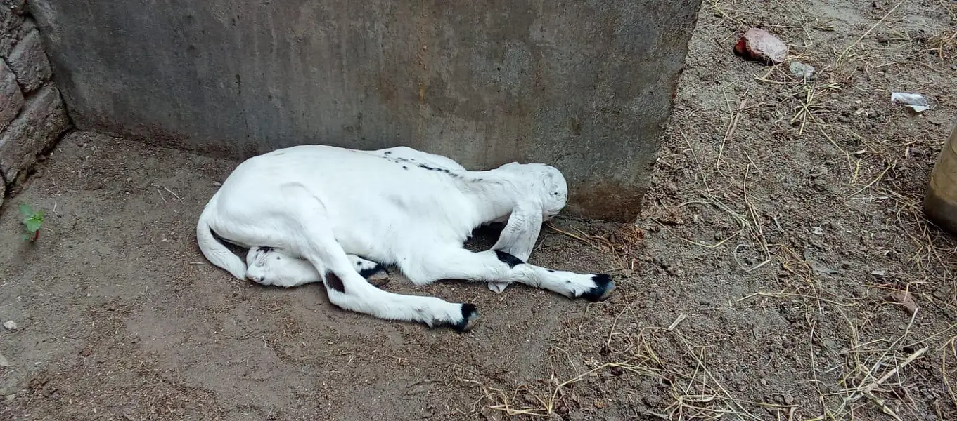Desi bakri for sale with male kids/o321(4343)(788) — photo 6