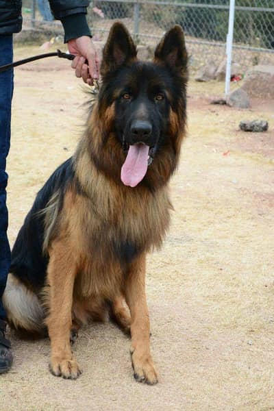 Long coat female German shepherd