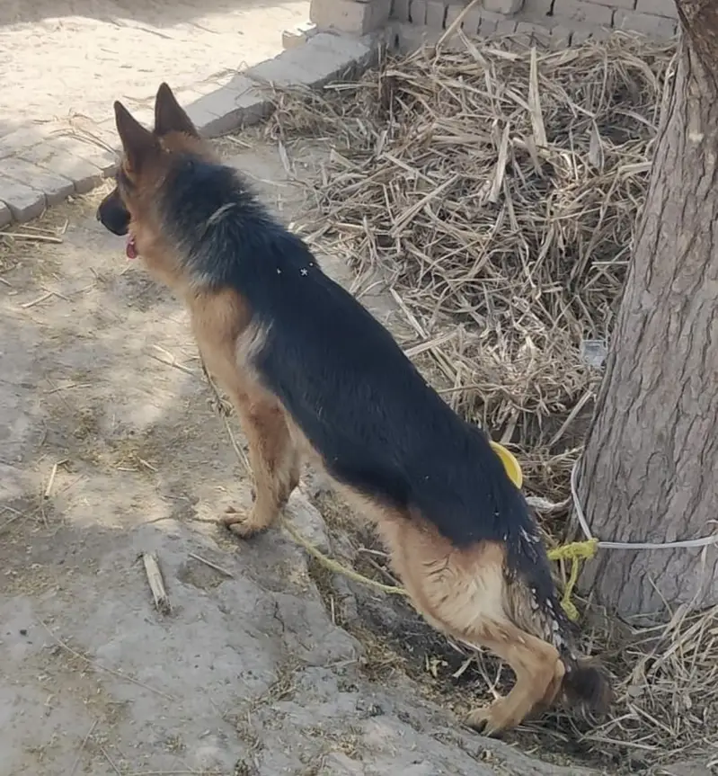 Dog for sale-0-3-0-0-9-7-2-2-2-2-7 — photo 8