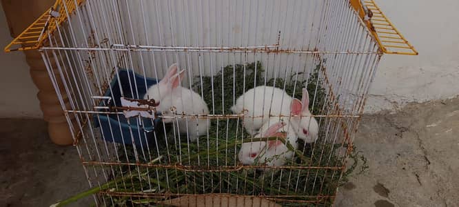 Red eyes Rabbit pair and babies