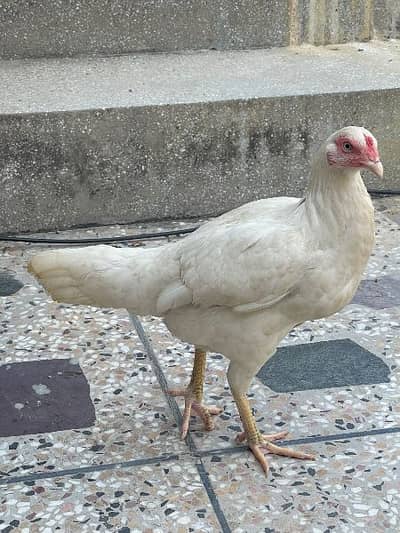 ASEEL HEERA WHITE FOE SALE